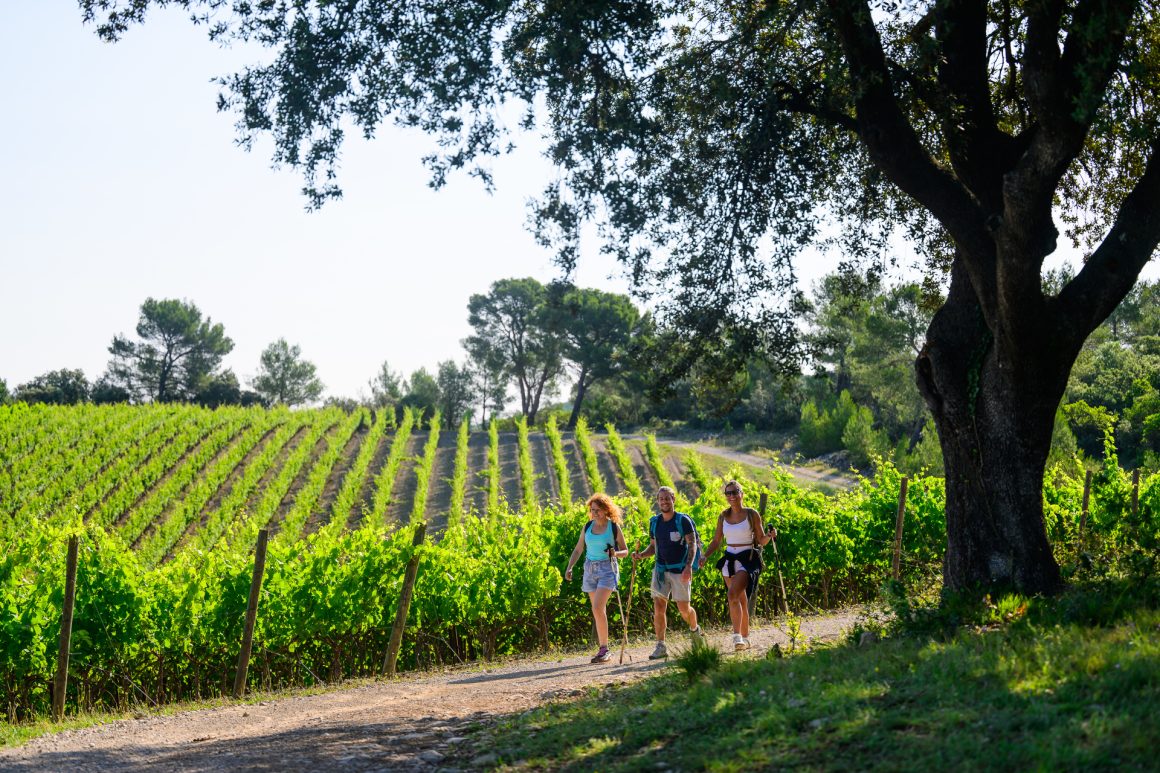 Balade à pied dans les vignes au Domaine la Bergerie du Fenouillet