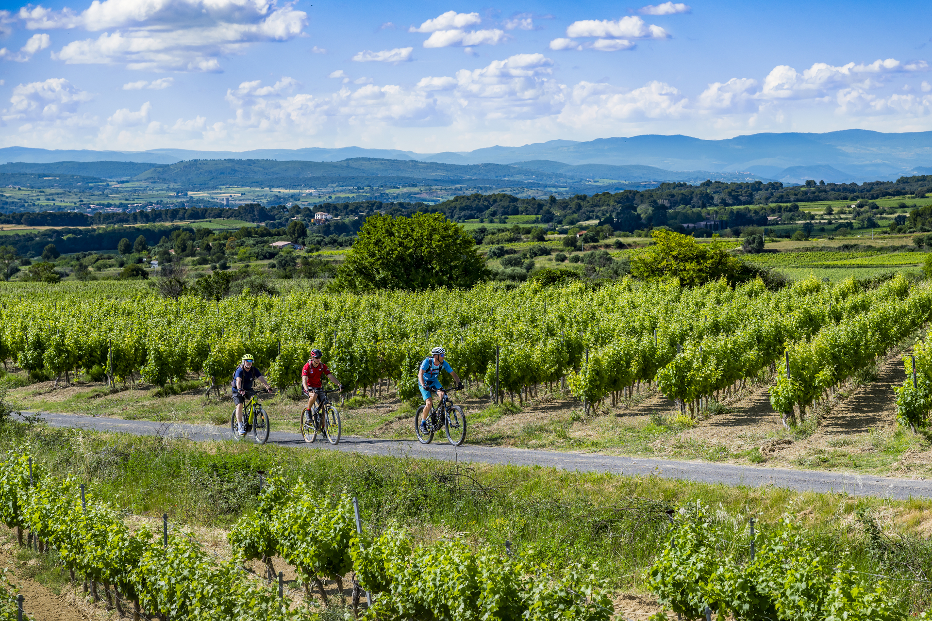 VTT dans les vignes de Montagnac